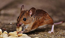 24 Hour & Emergency Exterminators in East Missoula, MT